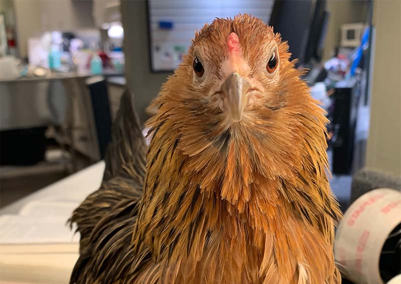 Chicken Veterinary Care, Duncan